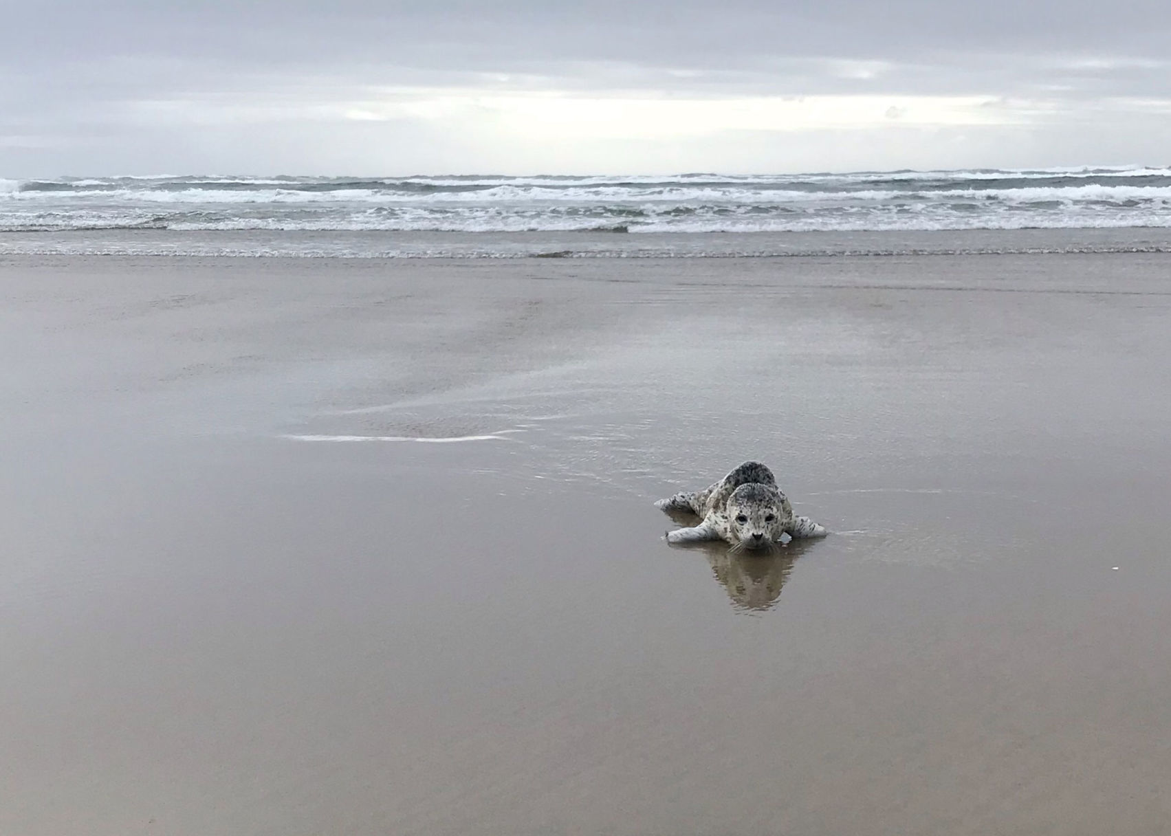 060419_sealpup.jpg